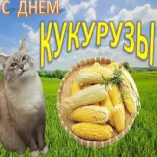 🌽 С ДНЕМ КУКУРУЗЫ! Mais, Katze, Essen, Landwirtschaft, Feier, Ernte whatsapp sticker