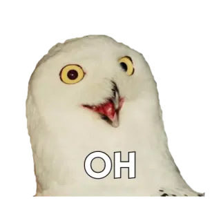 Altivo's Talking Owls whatsapp stickers