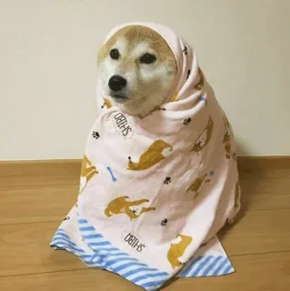 🐾 SHIBO Hund, Shiba Inu, Handtuch, süß, Tier whatsapp sticker