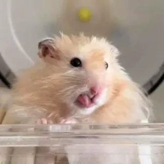 😛 chomik, zwierzę domowe, zwierzę, słodki, gryzoń telegram sticker