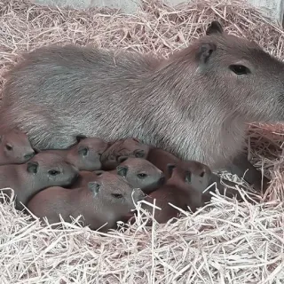 🪵 Capivara, roedor, animal, vida selvagem, mamífero, capivaras, natureza, fofo telegram sticker