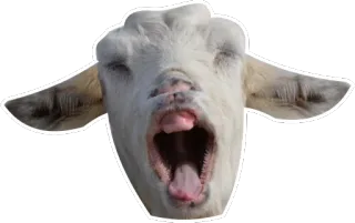 😲 goat, animal, yawning, farm, mammal telegram sticker