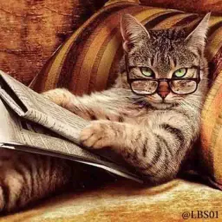 📰 @LBS01 gato, leyendo, periódico, gafas, animal, gato doméstico, mascota, felino whatsapp sticker