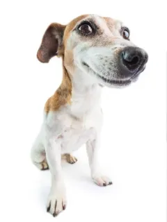 🌟 chó, động vật, thú cưng, dễ thương, chân dung telegram sticker