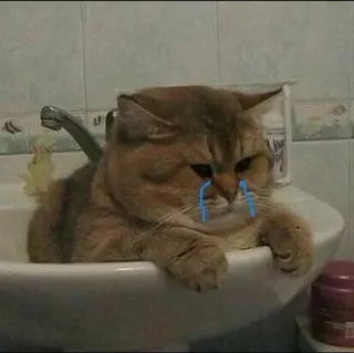 🙂 cat, sad, crying, sink, animal, pet telegram sticker