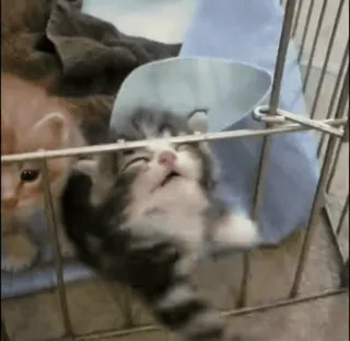 😱 cat, kitten, animal, cute, pet, cage whatsapp sticker