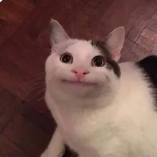 Disapproving Cattos telegram stickers