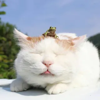 🍑 cat, frog, animal, pet, cute, nature, friendship, funny telegram sticker
