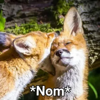 🏅 *Nom* raposa, nham, animal, fofo, morder, beijo telegram sticker