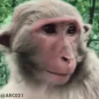 😃 @ARC021 monkey, smiling, funny, expressions, macaque, animals, meme telegram sticker