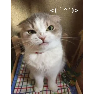 😠 <( ' ^ ' )> kot, słodki, zwierzę, zły, śmieszny telegram sticker