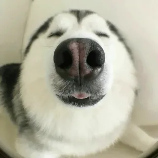 🐾 Hund, Husky, Tier, Haustier, süß, Augen geschlossen whatsapp sticker