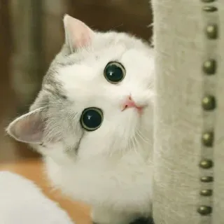 🐾 gato, gatinho, fofo, animal, animal de estimação, gato doméstico, olhos, espiando telegram sticker