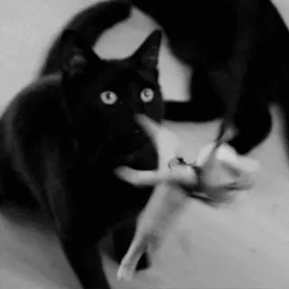 Black Cat / Черные кошки @freetopsticker telegram stickers