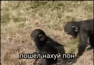 обэма пон :: @fStikBot whatsapp stickers