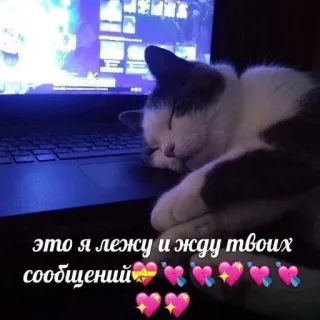 💝 это я лежу и жду твоих сообщений chat, attente, messages, ordinateur portable, mignon, dormir telegram sticker