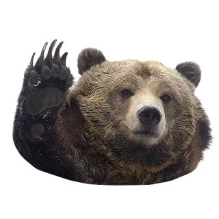 🖐 bear, grizzly, animal, wildlife, mammal, nature telegram sticker