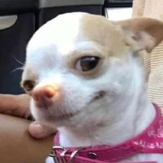 😏 chien, chihuahua, animal de compagnie, animal, mignon telegram sticker