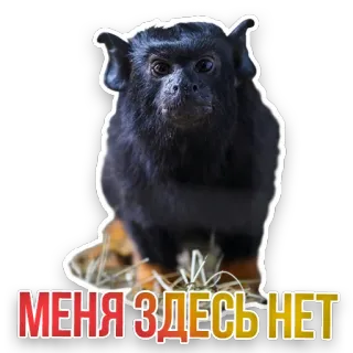 🙈 МЕНЯ ЗДЕСЬ НЕТ monkey, animal, text, russian, phrase telegram sticker
