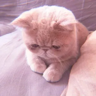 ❤ gato, gatito, mascota, animal, lindo, Exotic Shorthair whatsapp sticker