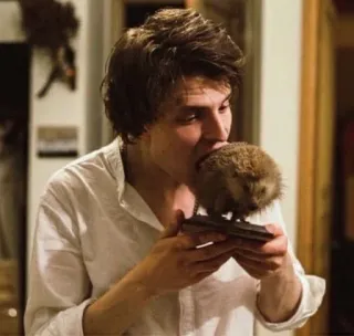 😋 mann, igel, tier, drinnen, porträt, säugetier telegram sticker