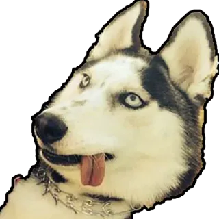 🤪 telegram sticker