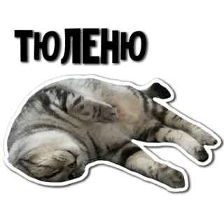 😴 cat, cute, animals, pet, sleeping telegram sticker