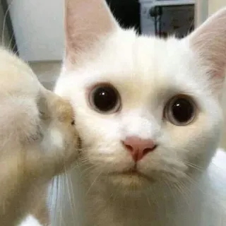 😘 chat, chat blanc, animal de compagnie, animal, animal domestique, chaton telegram sticker