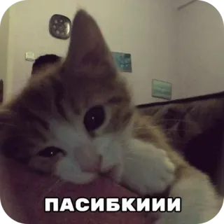 🐱 ПАСИБКИИИ telegram sticker