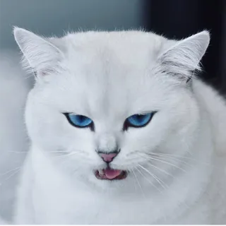 😬 gato, gato branco, olhos azuis, animal, animal doméstico, fofo, felino telegram sticker