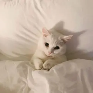 🍑 cat, white cat, pillow, bed, cute, animal telegram sticker
