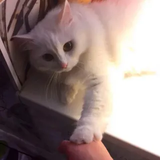🤚 кот, белый, животное, домашнее животное, милый telegram sticker