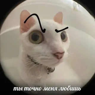 💘 ты точно меня любишь Katze, Meme, Augenbrauen, Russisch, Frage, Tier telegram sticker