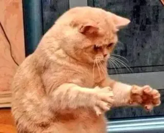 😦 gato, animal, fofo, engraçado, meme, animal de estimação telegram sticker