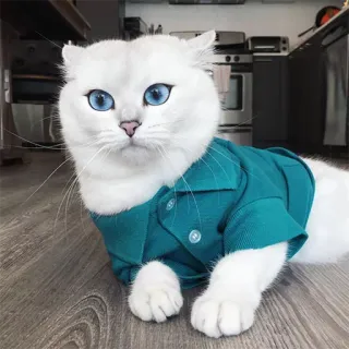 😮 gato, gato branco, olhos azuis, animal de estimação, animal, fofo, camiseta telegram sticker