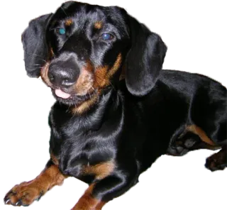 😋 собака, домашнее животное, такса, животное, милый whatsapp sticker