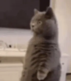 😦 cat, animal, meme, standing, grey cat whatsapp sticker