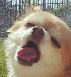 🙀 dog, cute, pet, tongue, chihuahua, animal, happy telegram sticker