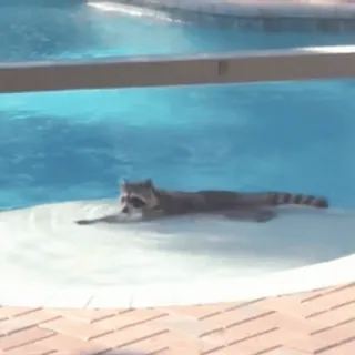 🏊 енот, плавание, бассейн, вода, животное telegram sticker