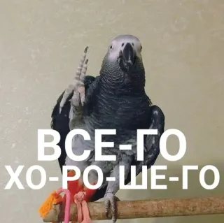 👋 ВСЕ-ГО
ХО-РО-ШЕ-ГО นกแก้ว, นก, รัสเซีย, สีเทา telegram sticker