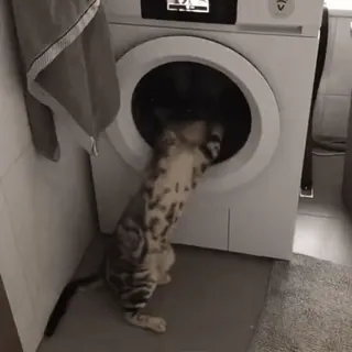 😽 кот, стиральная машина, любопытный, животное, домашний кот whatsapp sticker