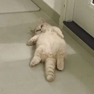 🐈 猫, 可爱, 动物, 宠物, 猫科动物, 家猫, 躺着, 放松 telegram sticker