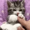 🐾