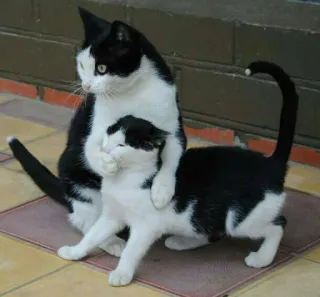 🤫 gatti, animali, bianco e nero, gattino, animali domestici telegram sticker