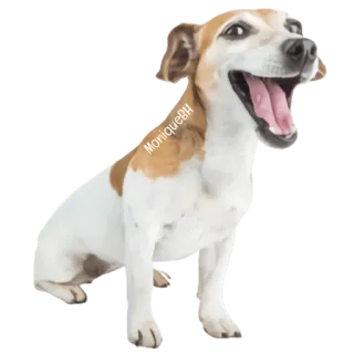 😀 Monique8H pies, szczęśliwy, zwierzę, zwierzak, słodki whatsapp sticker