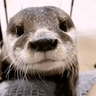 😱 otter, animal, cute, wildlife, mammal whatsapp sticker