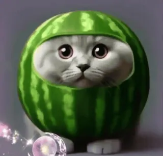 🐒 watermelon cat telegram sticker