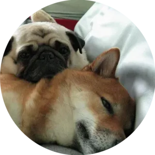 👫 パグ, 柴犬, 犬, 動物, 可愛い, ペット, 睡眠 telegram sticker