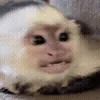 🐵