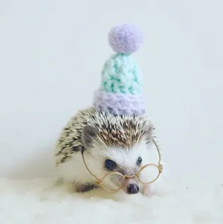 🦔 egel, dier, schattig, hoed, bril telegram sticker